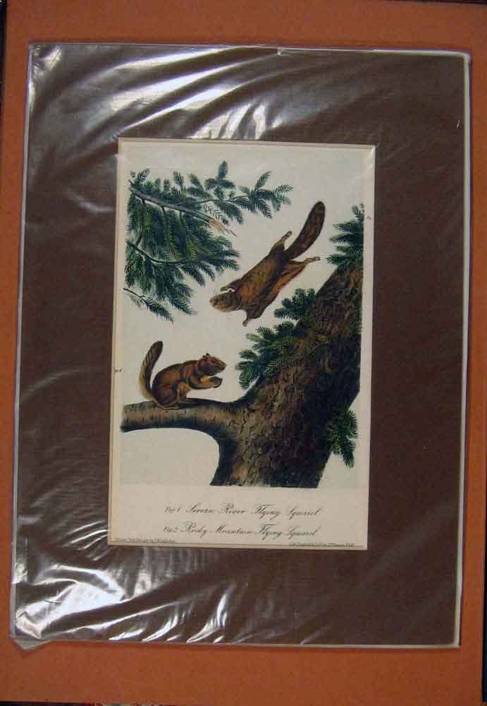 Original Old Antique Print Severn River Flying Squrrel Rocky Mountian