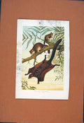 Original Old Antique Print Flying Squirrel C1890 Colored Art 19th