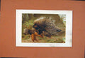 Original Old Antique Print Crested Porcupine Colored Animal C1890 19th