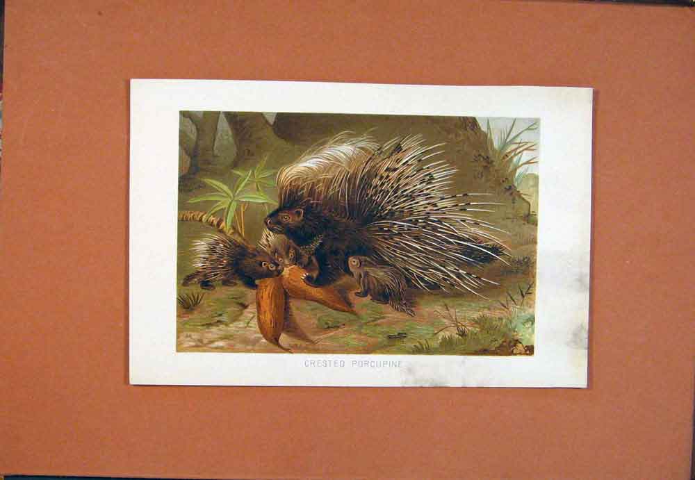 Original Old Antique Print Crested Porcupine Colored Animal C1890 19th