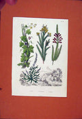 Original Old Antique Print C1840 Hand Colored Plant Flower Botany Art Victorian