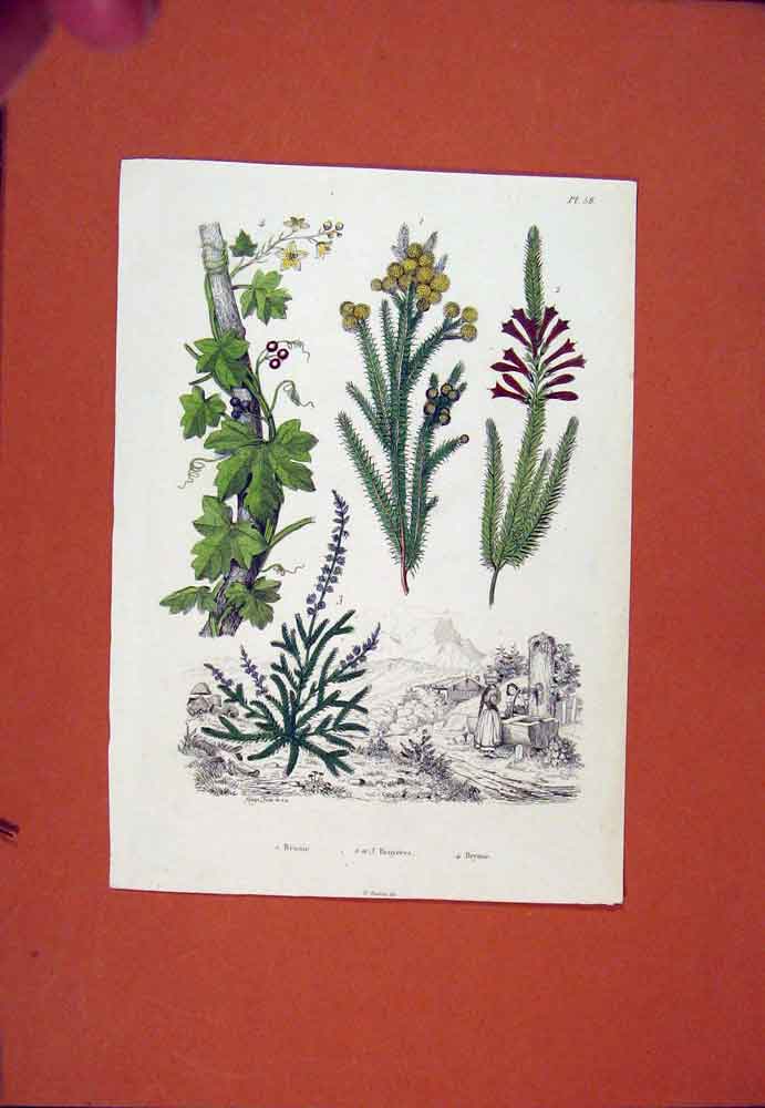 Original Old Antique Print C1840 Hand Colored Plant Flower Botany Art Victorian