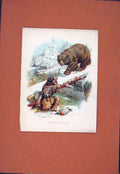 Original Old Antique Print Colored Exciting Moment Bear Shooting