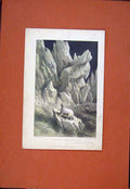 Original Old Antique Print Ymdoriad Rhew-Fryn Iceberg Breaking Up