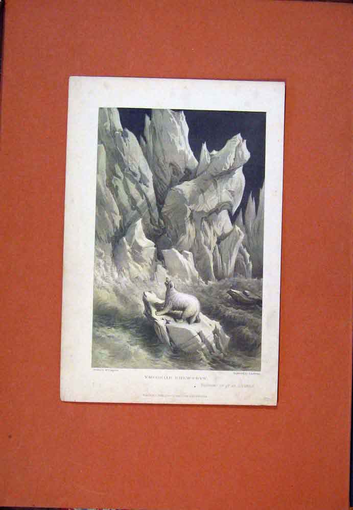 Original Old Antique Print Ymdoriad Rhew-Fryn Iceberg Breaking Up