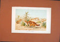 Original Old Antique Print African Fennecs C1890 Fine Art Animal 19th