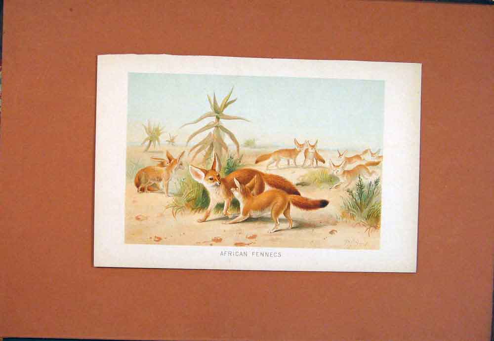 Original Old Antique Print African Fennecs C1890 Fine Art Animal 19th