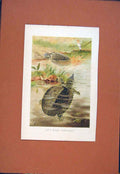 Original Old Antique Print Colored Soft River Tortoises Art 1890 19th