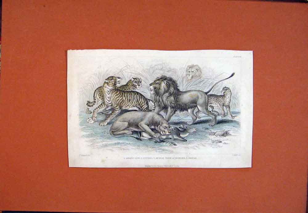 Old Antique Print Asiatic Lion Lioness Bengal Tiger Leopeard Jaguar Color