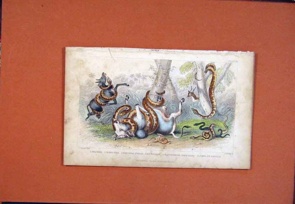 Original Old Antique Print Anaconda Snake Rattlesnake Cobra Reptile Hand Colored