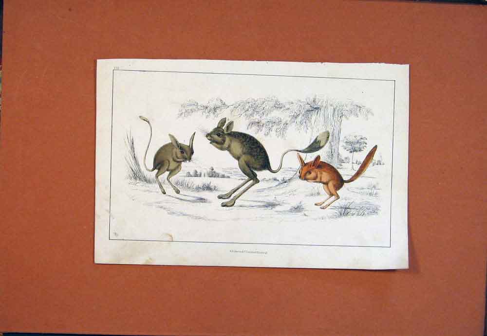 Original Old Antique Print Mouse Rodent Hand Colored Fine Art