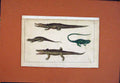 Original Old Antique Print Nile Crocodile Dragon Lizard Guana Hand Colored