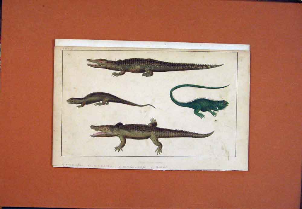 Original Old Antique Print Nile Crocodile Dragon Lizard Guana Hand Colored
