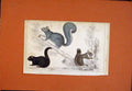 Original Old Antique Print Squirrel Grey Red Borwn Common C1850 Color Hand 19th