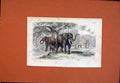 Old Antique Print Elephant Asian Caparisones Youn Male Female Hand Color