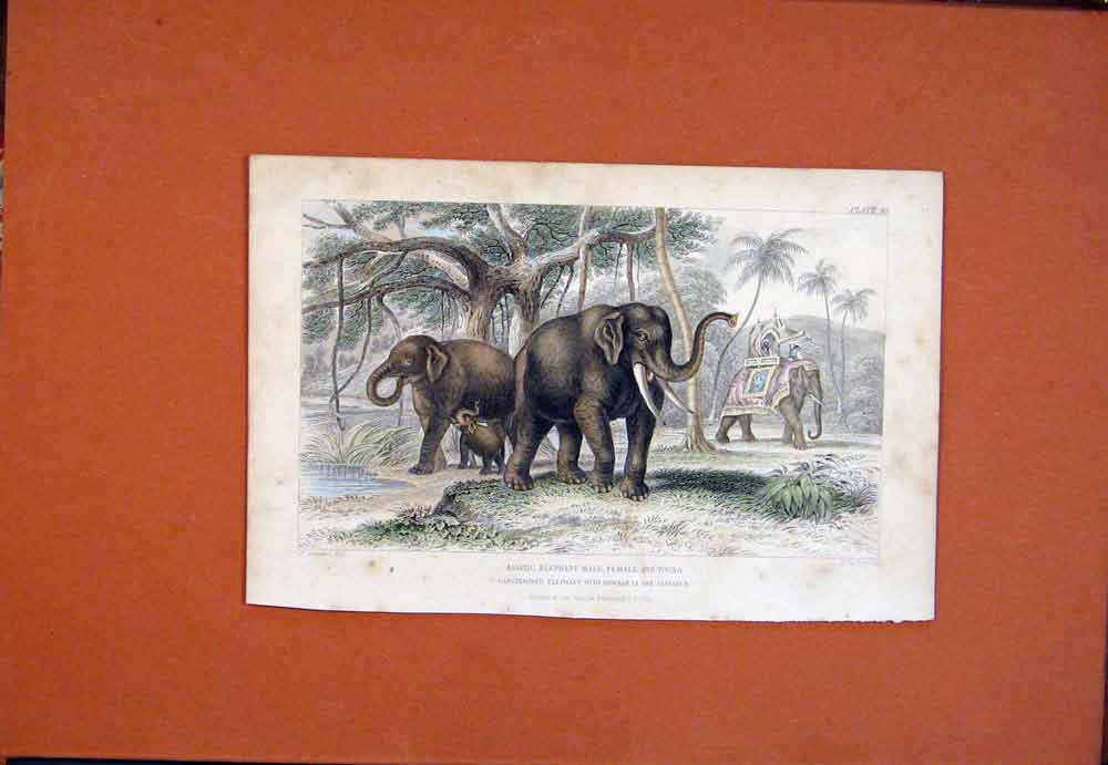 Old Antique Print Elephant Asian Caparisones Youn Male Female Hand Color