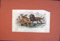 Original Old Antique Print Hand Colored Lion Lioness Tiger Peoplard