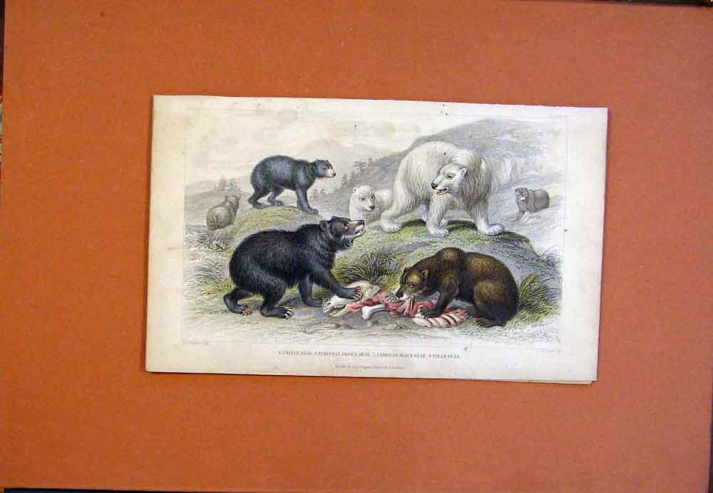 Original Old Antique Print Bears Hand Colored Grisly Brown Polar
