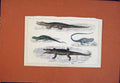 Original Old Antique Print Crocodile Aligator Guana Dragon Lizard Hand Colored