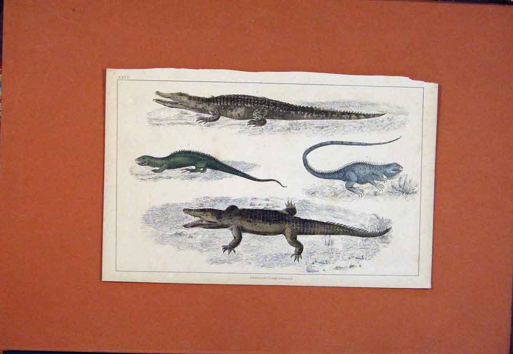 Original Old Antique Print Crocodile Aligator Guana Dragon Lizard Hand Colored