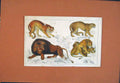 Original Old Antique Print Lion Lioness Cubb Male Female Hand Colored