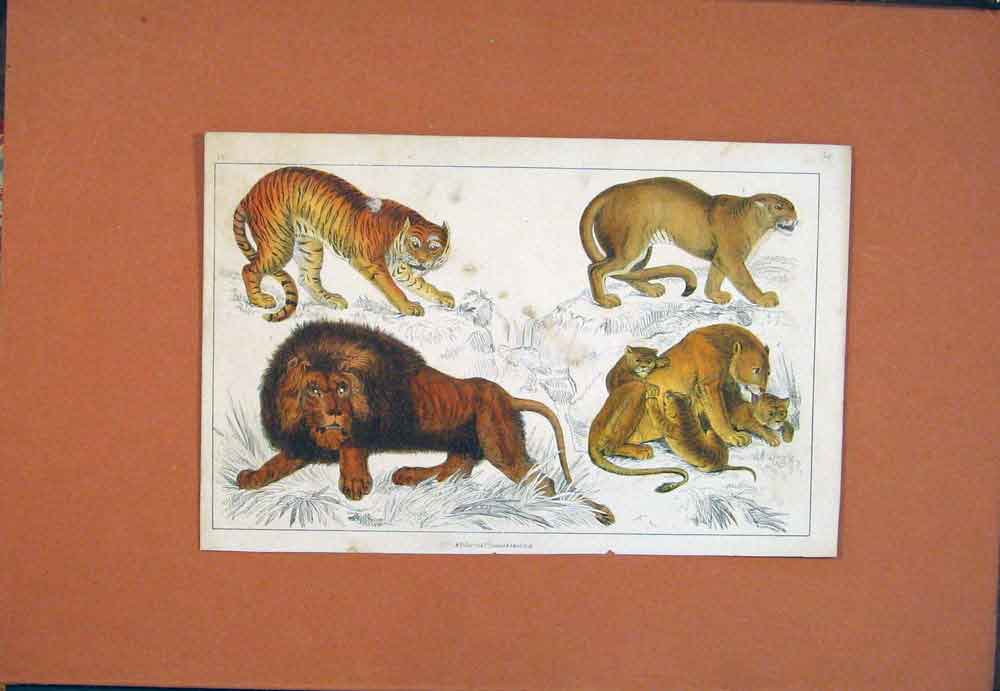 Original Old Antique Print Lion Lioness Cubb Male Female Hand Colored