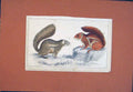 Original Old Antique Print Fine Art Firefooted Hottentot Hand Colored