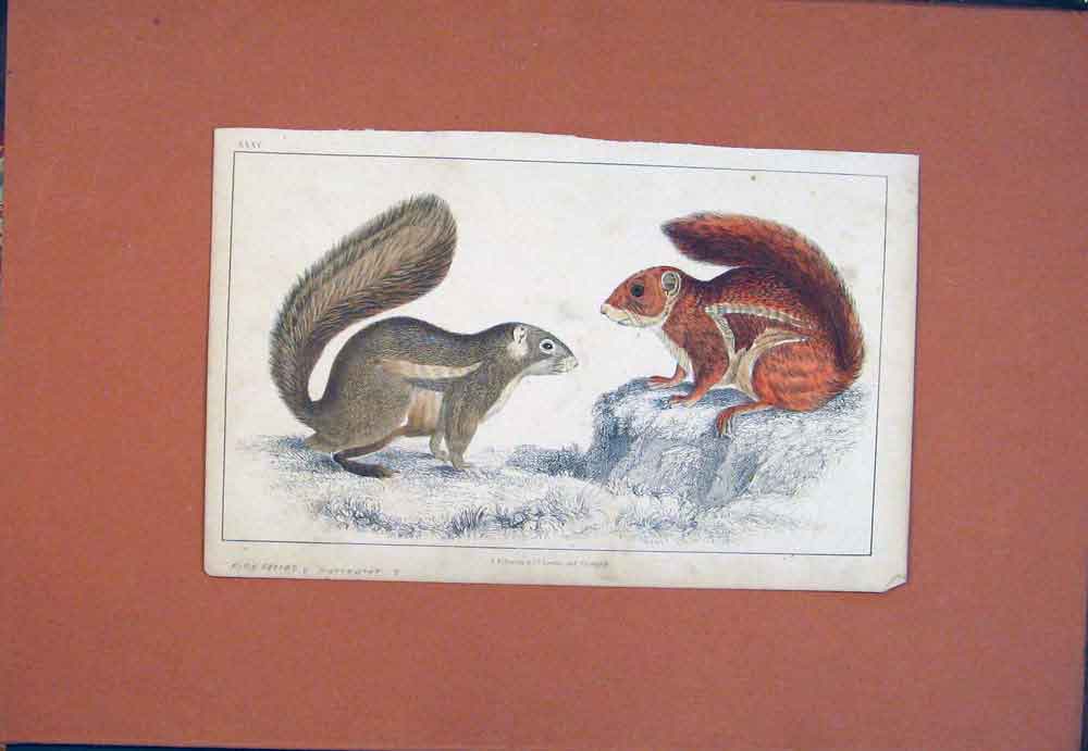 Original Old Antique Print Fine Art Firefooted Hottentot Hand Colored