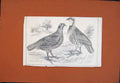 Original Old Antique Print C1850 Two Birds Partrige Fowl Fine Art 19th
