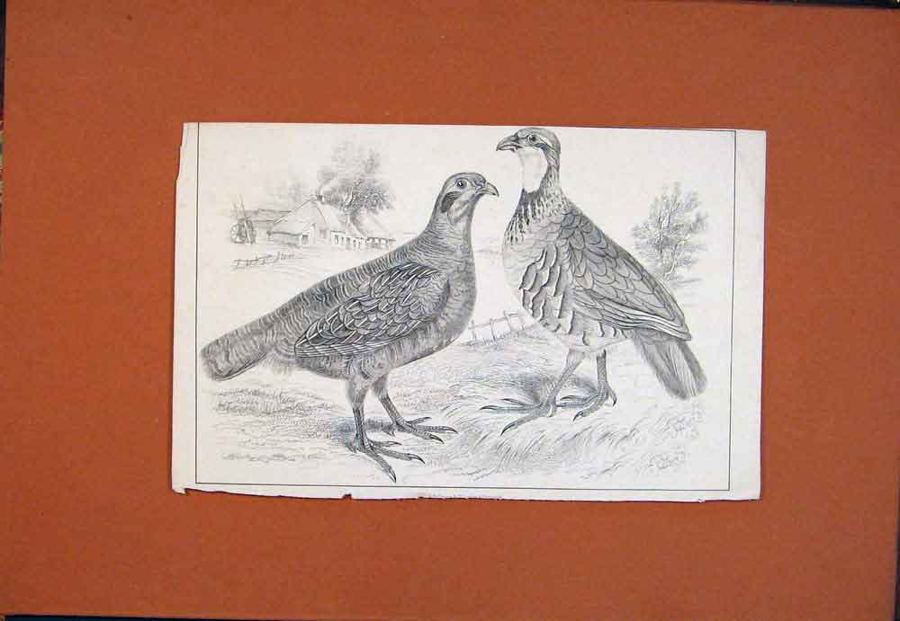 Original Old Antique Print C1850 Two Birds Partrige Fowl Fine Art 19th