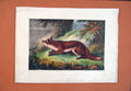 Original Old Antique Print Fox Sharp Look Out Color Fine Art