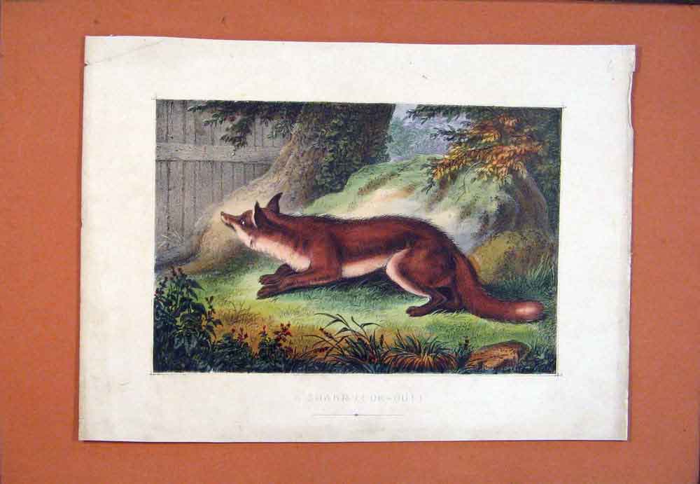 Original Old Antique Print Fox Sharp Look Out Color Fine Art