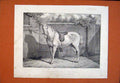 Original Old Antique Print Roadster Surefoot Ben Herring Fine Art