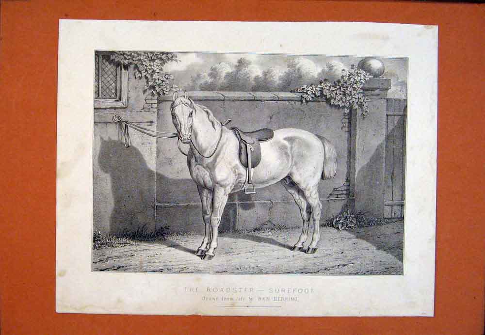 Original Old Antique Print Roadster Surefoot Ben Herring Fine Art