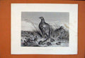 Original Old Antique Print Brood Partridges Chicks Fine Art C1890 19th
