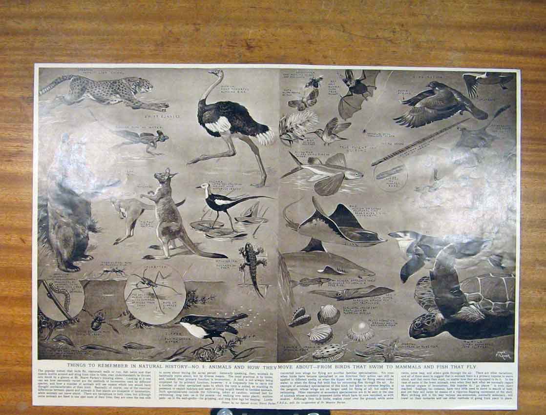 Original Old Vintage Print History Animal Birds Mammals Fine Art C1930 20th
