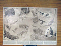 Original Old Antique Print Natural History Fish Food Animals Fine Art