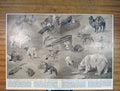 Original Old Antique Print Animals Food Bodies Honey Natural History
