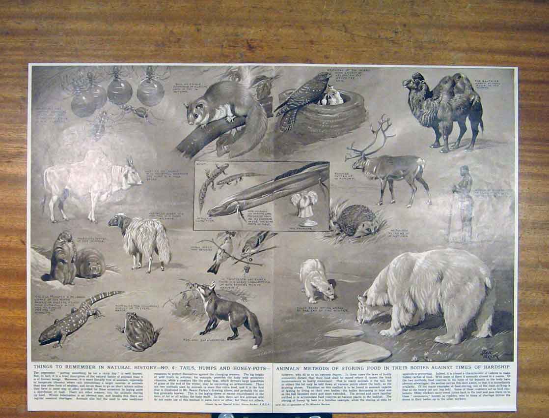 Original Old Antique Print Animals Food Bodies Honey Natural History