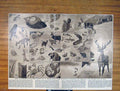 Original Old Vintage Print Nautral History Animals Fine Art 1930 20th Century