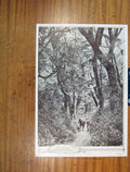Original Old Vintage Print Forest Canopy Clinton Valley Fine Art C1930 20th