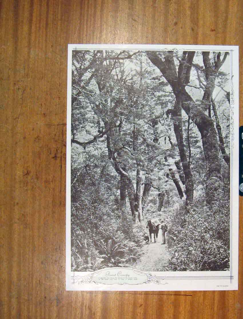 Original Old Vintage Print Forest Canopy Clinton Valley Fine Art C1930 20th