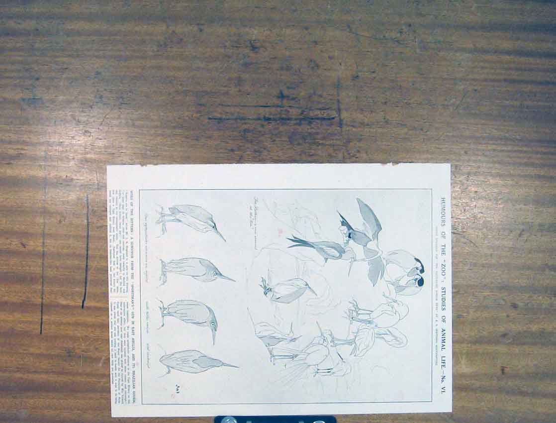 Original Old Antique Print Humours Zoo Animal Life Birds Fine Art