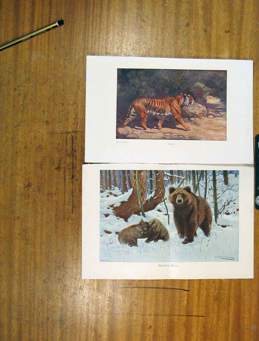 Original Old Antique Print Chromolithographs Brown Beat Cubs Snow Color 20th