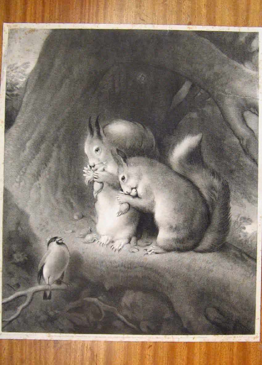 Original Old Antique Print Landseen C1870 Squirrelfeeding Bird Nature Sketch