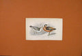Original Old Antique Print Grey Phalarope Winter Summer Feathers Plate 19 20th