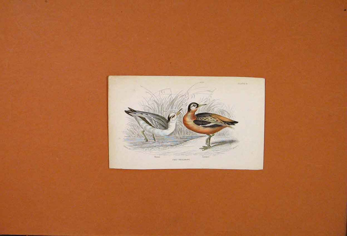 Original Old Antique Print Grey Phalarope Winter Summer Feathers Plate 19 20th