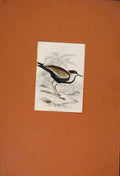Original Old Antique Print Hand Colored Black Bodied Lapwing Bird