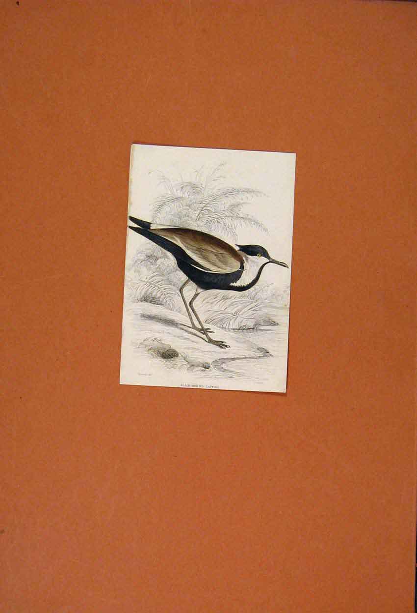Original Old Antique Print Hand Colored Black Bodied Lapwing Bird