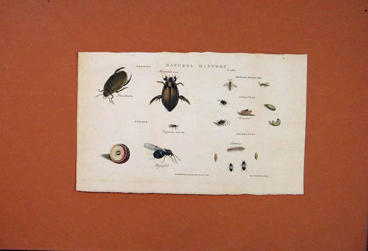 Original Old Antique Print Natural History Bugs Beetle Insect Ant Fly